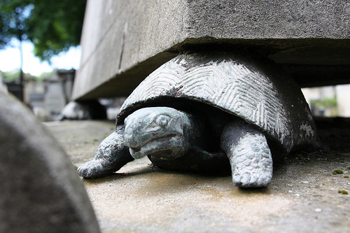 turtle burden