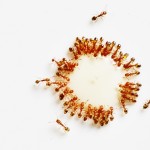 Take a Lesson from the Ants