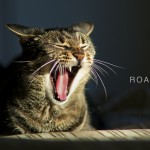 From Meow  to Roar: A Journey in Advocacy