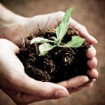 Growing Your Own:  Fostering a Viable Mentoring Program