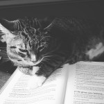 Cats, Pudding, and Apples: Still on the Quest for the Perfect Reading Program 