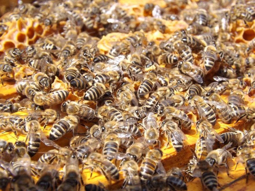 beehive-beekeeping-bees-48022