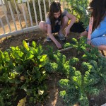 Story from the School Garden
