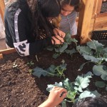 Picking catepillars from broccoli