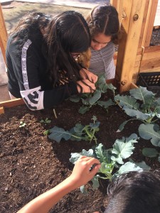 Picking catepillars from broccoli