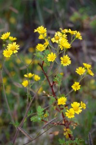 Yellow wildflowers in Flagstaff, Arizona