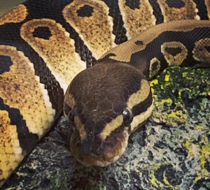 Snakes In A Classroom? – STORIES FROM SCHOOL AZ