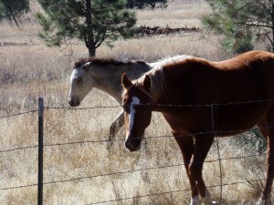 Wild horses in Heber